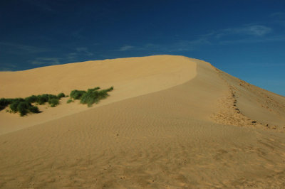 Rubjerg dunes