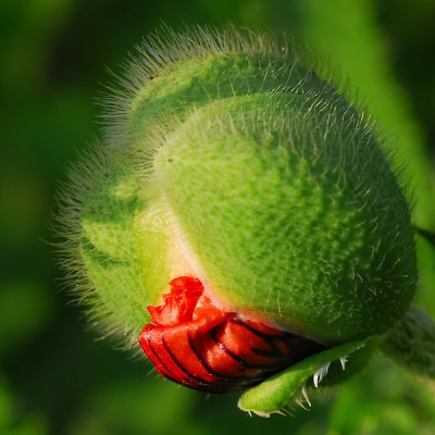 Poppy bud bursting