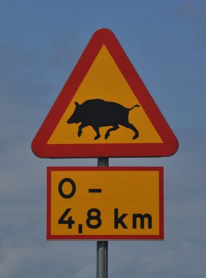 Beware. Wild pig crossing.