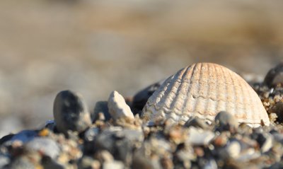 Seashells on the seashore...