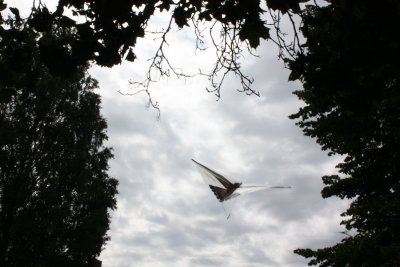 Draken flyger!.jpg