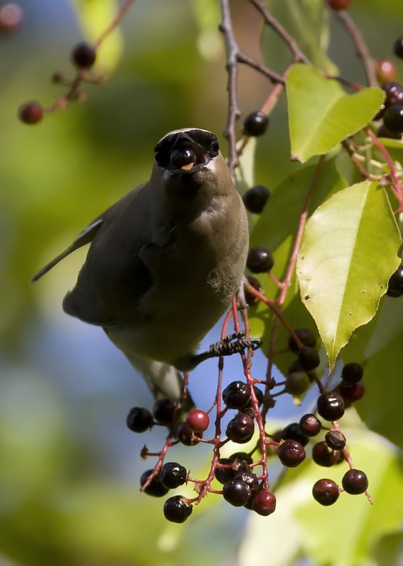 Cedar Waxwing