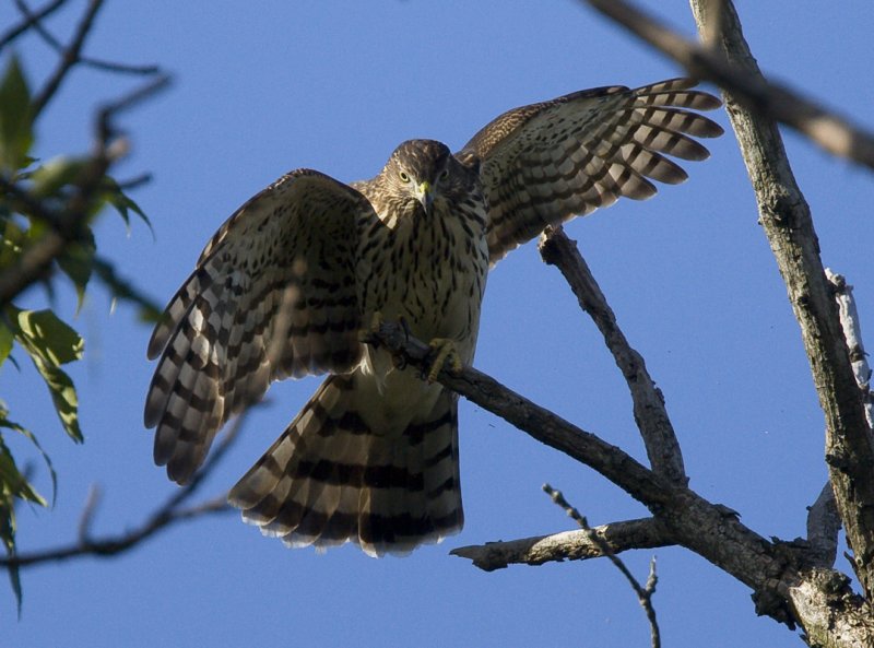 Coopers Hawk