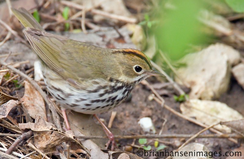 Ovenbird