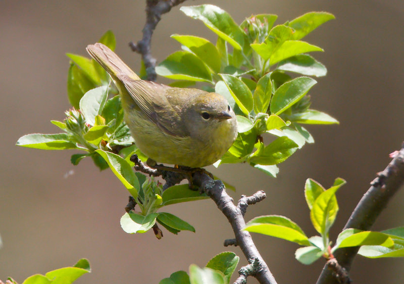 Orange-crowned