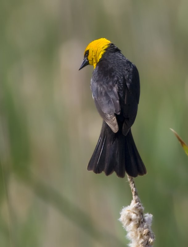 Yellow-headed Blackbird 6050