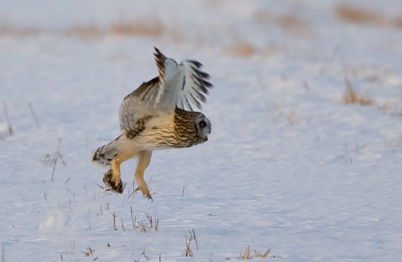 se-owl-flight-with-mouse.jpg