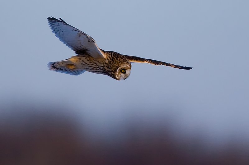 se-owl-flight5.jpg