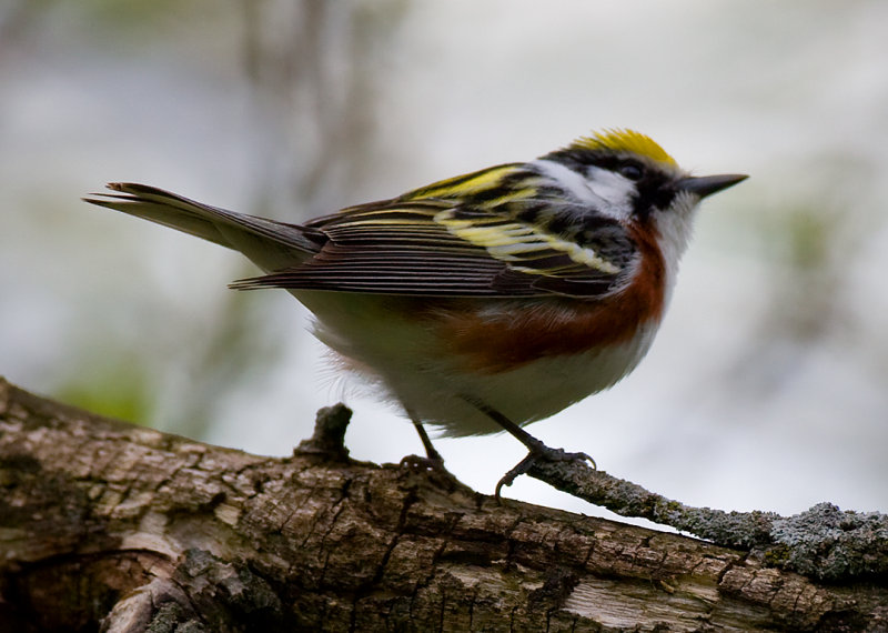 Chestnut-sided Warbler