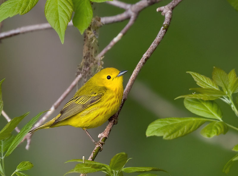 Yellow Warbler 2