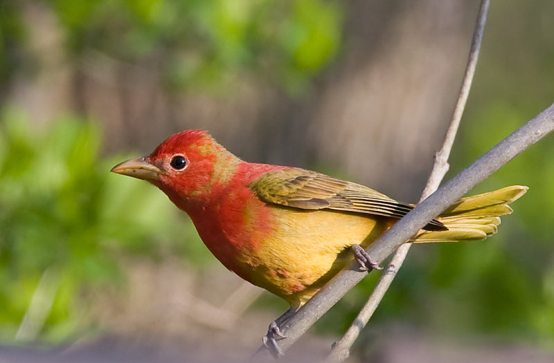 Summer Tanager 1st year 4757