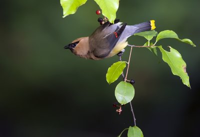 Cedar Waxwing