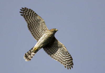 Coopers Hawk