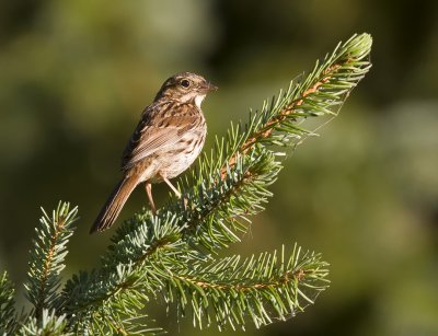 Song Sparrow