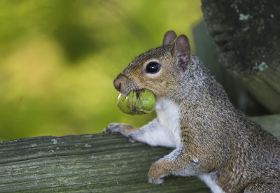 Squirrel's Senior Portrait