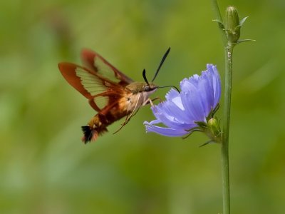 Hummingbird Moth