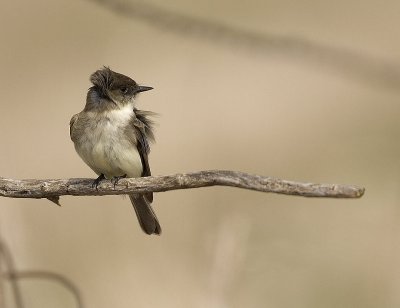 Eastern Phoebe