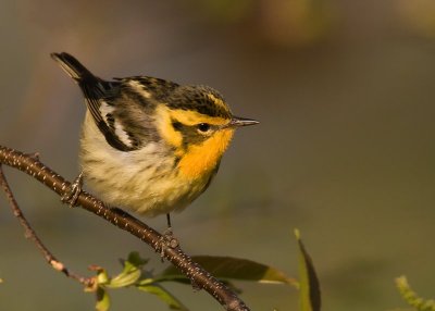 Blackburnian Warbler