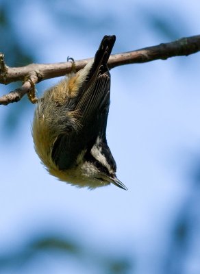 Red-breasted Nuthatch