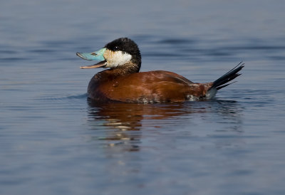 Ruddy Duck