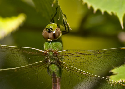 Green Darner