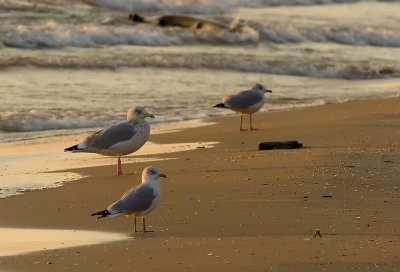 Herring Gull (middle) with Ring-billeds