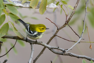 Black-throated Green Warbler