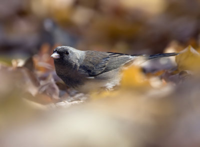 Dark-eyed Junco