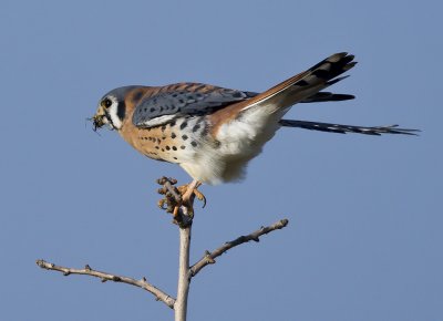 Kestrel getting ready to dine