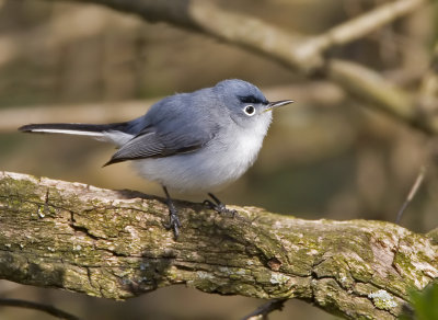 Blue-gray Gnatcatcher male