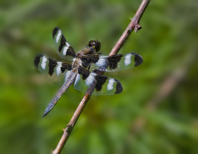 Twelve Spotted Skimmer