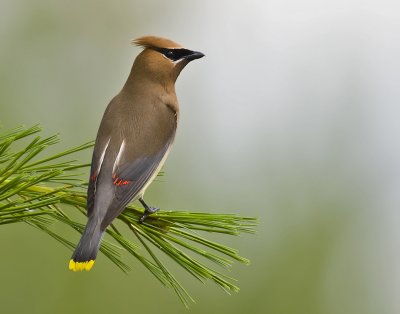 Cedar Waxwing