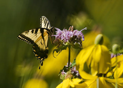 Tiger Swallowtail