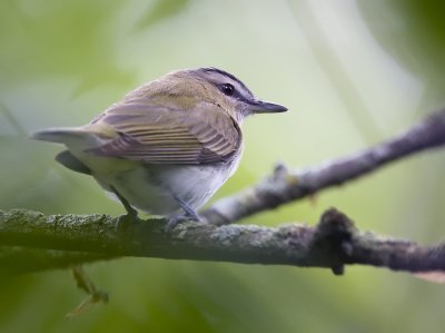 Red-eyed Vireo