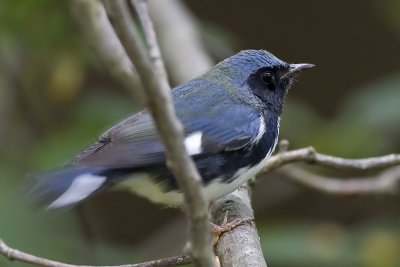 Black-throated Blue Warbler