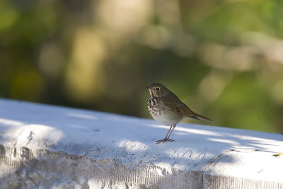 Hermit Thrush