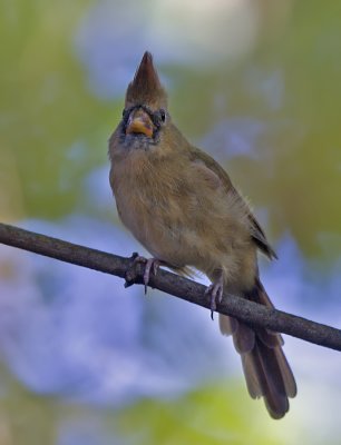 Northern Cardinal female