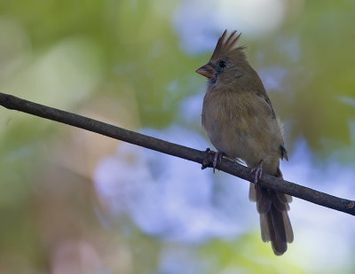 Northern Cardinal female