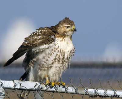 Red-tailed Hawk