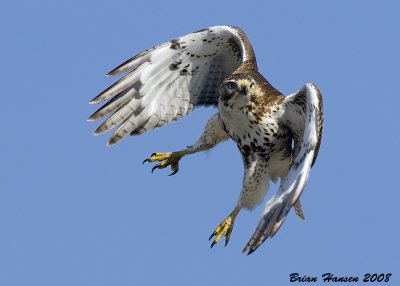 Red-tailed Hawk