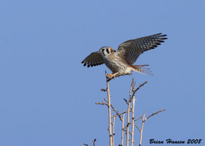 Kestrel female