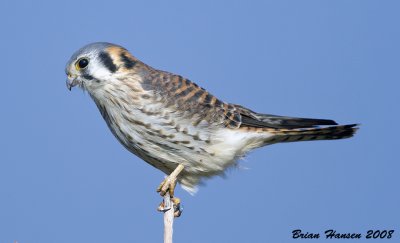 Kestrel female