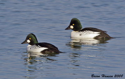 Common Goldeneyes