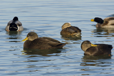 American Black Ducks in front  with female mallard in back 3193