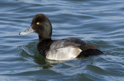 Lesser Scaup 3207