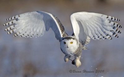 Snowy Owl Invasion Winter 2008-2009