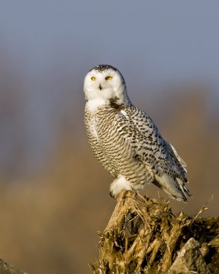Snowy Owl perched