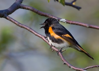 American Redstart