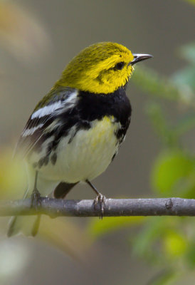 Black-throated Green