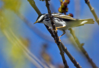 Blackpoll